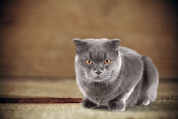 Portrait shot of a stray grey cat posing