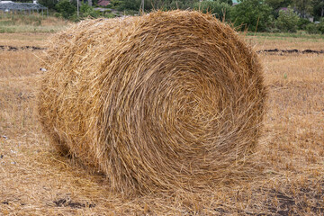 The region of the Caucasian Mineral Waters. Harvest time: a large round bale of hay on a mown summer meadow, photographed in close-up, with mountains surrounding fields in the background.
