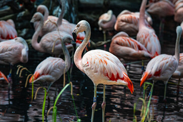 Gruppe von Flamingos im Zoo
