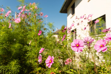 Fototapeta na wymiar Pink flowers and green plants in sunny house garden