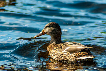 city embankment of the city of Togliatti