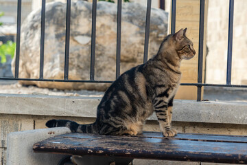 Beautiful big gray street cat on the bench