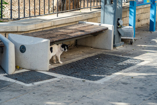 Big black and white street cat under the bench