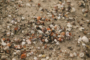 Caracoles en la playa