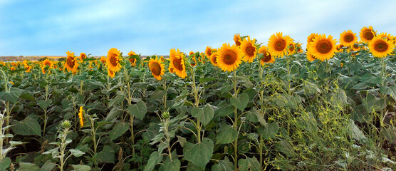 Sunflower field. Ripe sunflowers with dense green foliage against a blue sky. Summer rural landscape - horizontal panoramic view with place for inscriptions.