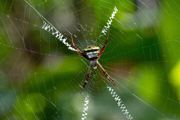 Spider 