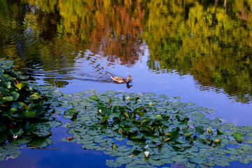 park in early autumn on a cloudy day 