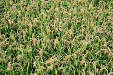 Close up of the rice plant that grows and produces grains in the paddy fields