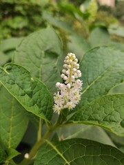 blooming white buds of a poisonous Phytolacca plant 
