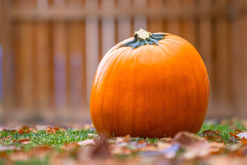 A pumpkin with falling leafs around on green grass
