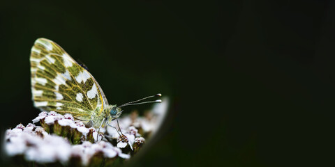 beautiful butterfly on a flower. motley-eyed galathea (Melanargia galathea) on a flower. butterfly with a white-yellow pattern. copy space