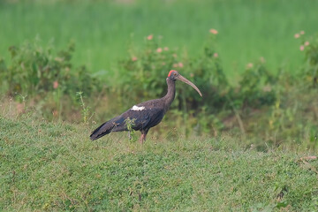 Obraz na płótnie Canvas Red-naped ibis