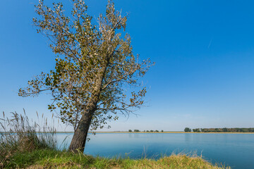 lonely tree on the banks of the Danube river as it passes through southern Romania on a sunny day
