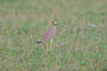 yellow-wattled lapwing