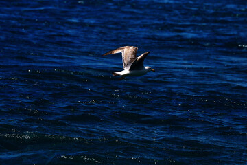 Seagull fly over sea and looks down to sea for some fish.