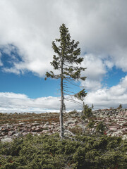 Obraz premium Old Tjikko, The oldest tree in the world, Located in Nationapark Fullufjalet in Sweden.