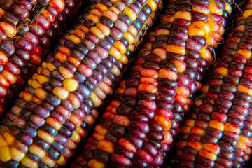 multi colored indian corn in the detail