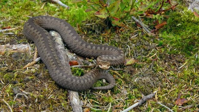 Common European adder viper (Vipera berus) crawling on forest ground