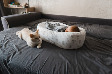 Newborn baby in the living room laying on the sofa in the baby-cocoon with a cat . Selective focus. Film grain