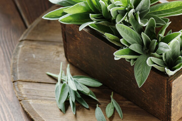 Sage herb in a wooden vintage box on dark moody rustic background, closeup, sage plant is good for...