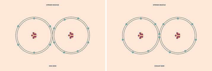 Conceptual vector representation of a nitrogen molecule, made up of two atoms, and the types of chemical bonds: covalent, atoms sharing electrons, and ionic, an atom gives an electron to another atom.