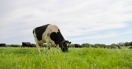 Close up shot of a black and white dairy cow grazing in grassy meadow, releasing methane and green...
