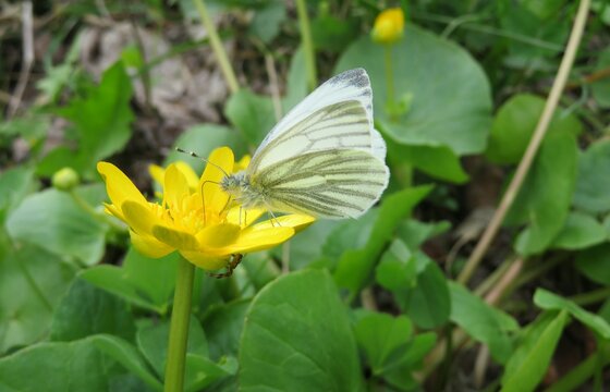 White cabbage butterfly on caltha ficaria flower in spring, closeup
