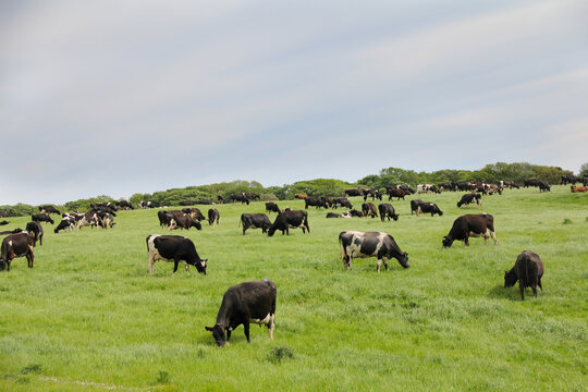 Happy Herd Of Dairy Cows Grazing In Grassy Meadow On A Summers Day, A Sight That Will Become Rarer If Worries About Methane And Green House Gases Lead To The Decrease In Dairy Herds.