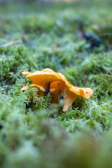 Girolles (chanterelles) in scandinavian pine forest