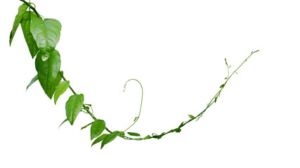 Twisted jungle vines climbing plant isolated on white background with clipping path. Green leaves...