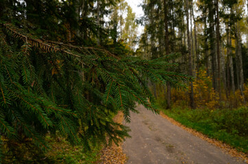 Close-up of a spruce branch in a coniferous forest in autumn.