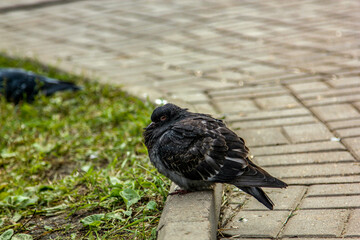 pigeon on the ground
