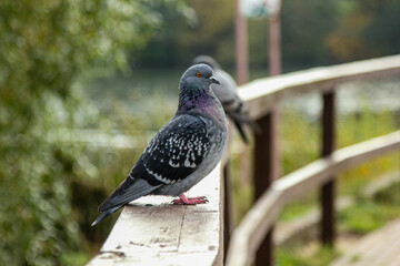 pigeon on the railing