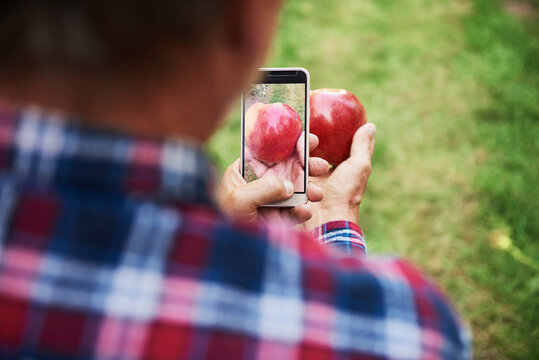 Man taking picture of an apple with his smartphone