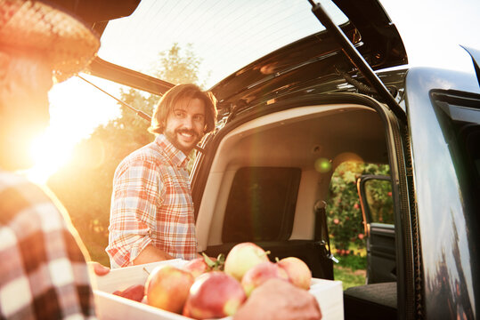 Fruit grower loading car with apple crates