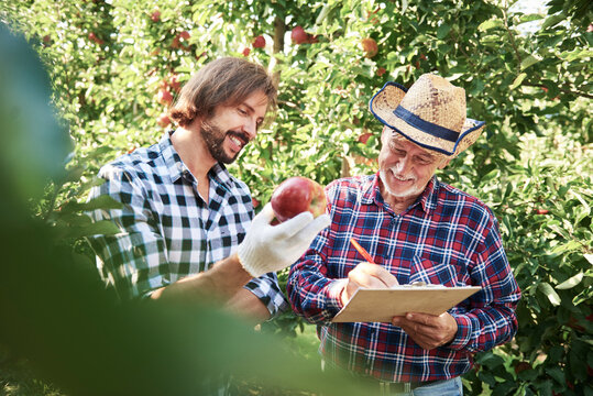 Fruit growers checking quality of apples in their orchard
