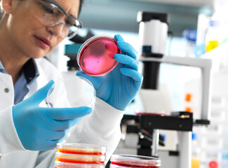 Scientist examining cultures growing in petri dishes using a inverted microscope in the laboratory