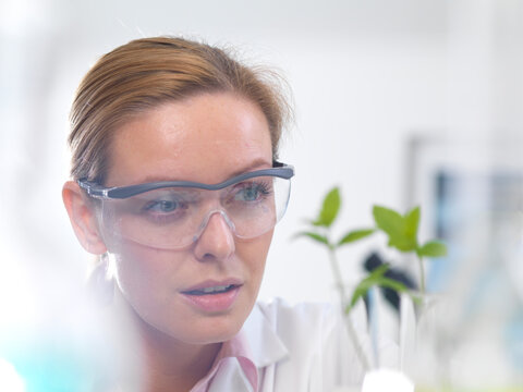 Plant biotechnology, Scientist growing various strains of plant to develop disease resistance