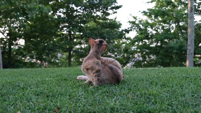 cat itchs, cat licking and itching itself, on the grass