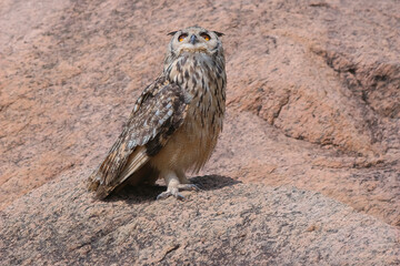 Indian Rock eagle owl