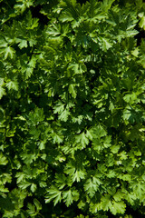 Parsley leaves in the rays of the sun