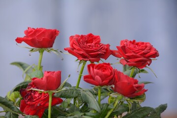 Set of red roses on a uniform blurred blue background