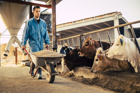 Young farmer wearing blue overall while carrying cart with calf food on his farm