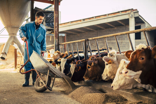 Young farmer wearing blue overall while feeding the calves on his farm