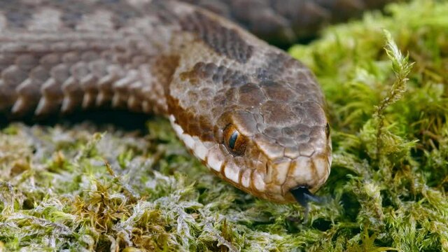 Common European adder viper (Vipera berus) sticking out tongue and smelling