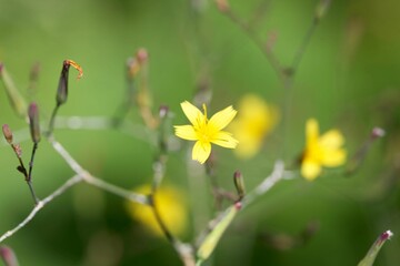 Flower of a wall lettuce, Lactuca muralis