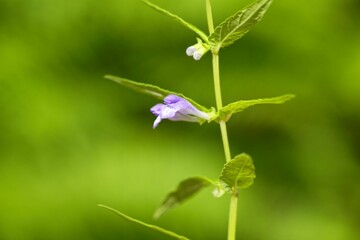 Flower of a common skullcap, Scutellaria galericulata