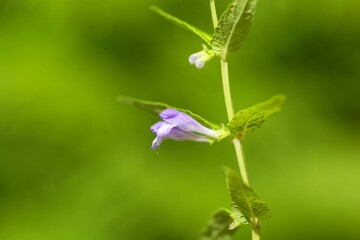Flower of a common skullcap, Scutellaria galericulata