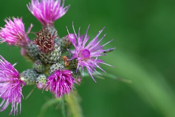 European swamp thistle, Cirsium palustre