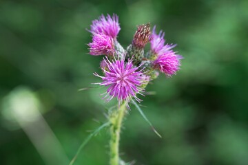 European swamp thistle, Cirsium palustre